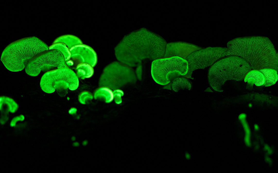 Ingeniería Botánica